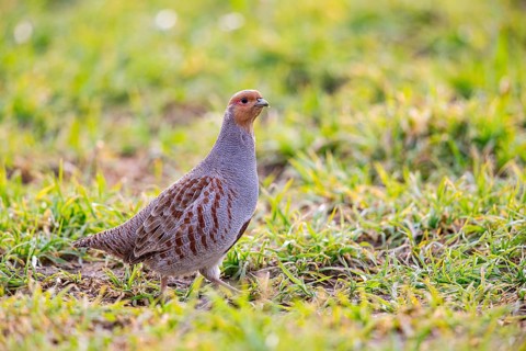 Grey partridge (Perdix perdix) Germany