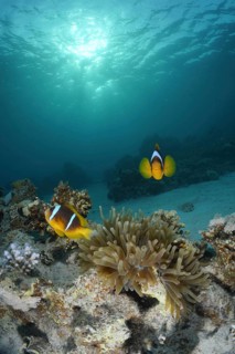 Red sea anemonefish (Amphiprion bicinctus)