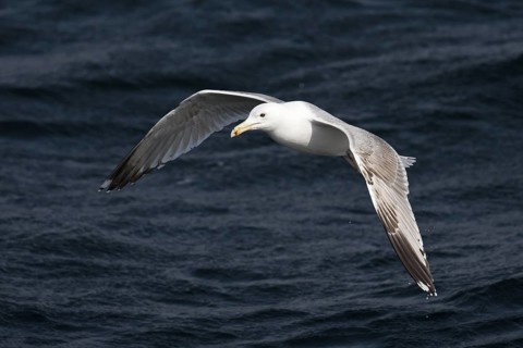Caspian Gull (Larus cachinnans) flying, North Sea, Germany