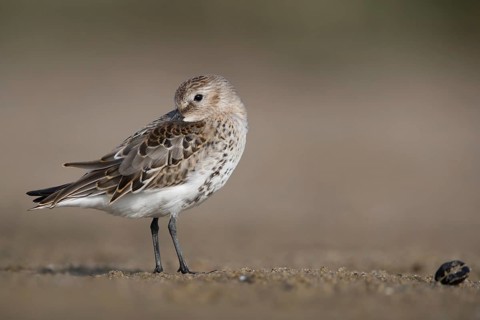 Dunlin (Calidris alpina) preening, Mecklenburg-Western Pomerania, Germany
