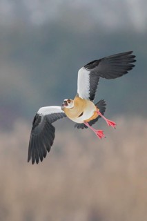 Egyptian Goose (Alopochen aegyptiaca) flying, Baden-Wuerttemberg, Germany