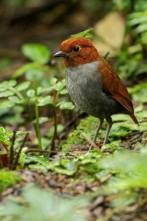 Bicolored Antpitta (Grallaria rufocinerea) perched on the ground in the Andes Mountains of Colombia