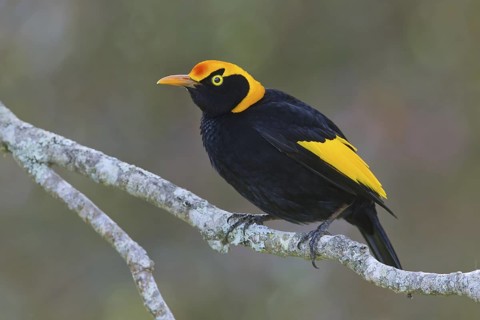 Regent Bowerbird (Sericulus chrysocephalus) male, Queensland, Australia