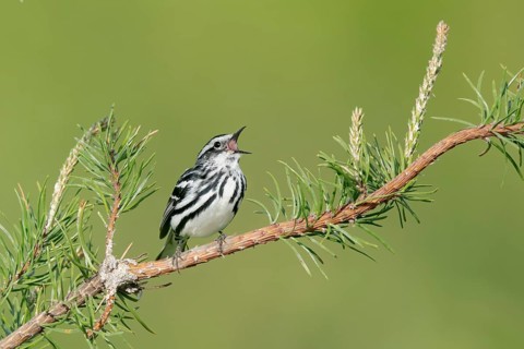 Black-and-white Warbler (Mniotilta varia) singing, Minnesota, USA