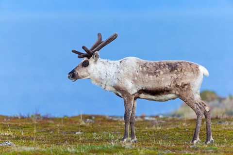 Reindeer, Ren, (Rangifer tarandus), Animals, Mammals, Deer family, Varanger, Finnmark, Norway