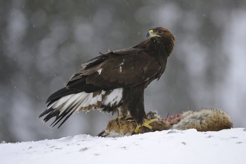 Golden Eagle (Aquila chrysaetos), Norway