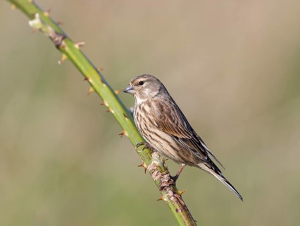 Common Linnet (Linaria cannabina) female, United Kingdom