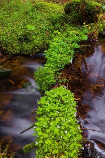 Kleine Ohe creek below Waldhaeuser village in the Bavarian Forest Nationalpark. Flowing water,