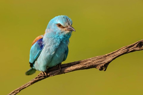 European roller (Coracias garrulus), on perch, Tower Hide, Tiszaalpár, Kiskunsági National Park,