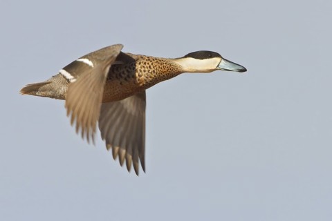 Puna Teal (Anas puna) in flight in Bolivia, South America