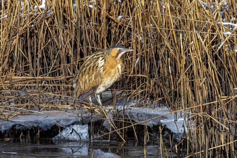 Eurasian bittern, great bittern (Botaurus stellaris) resting well camouflaged on ice in reed bed,