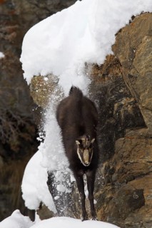 Chamois (Rupicapra rupicapra) coming down sheer rock face in the snow in winter, Gran Paradiso