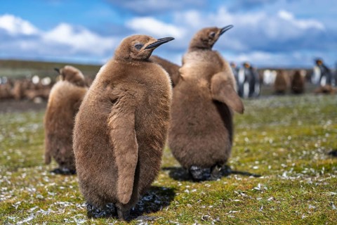 King penguin (Aptenodytes patagonicus), two young birds in brown down plumage standing in the