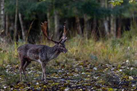 The fallow deer (Dama dama) takes a short break, rut, mating season, deer rut, autumn, October,