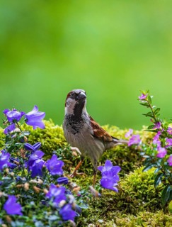 House Sparrow (Passer domesticus) male, Baden-Wuerttemberg, Germany