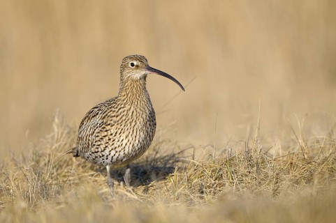 Grosser Brachvogel (Numenius arquata), Curlew, einzelner Altvogel, April, Insel Texel, Nordsee,