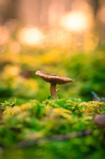 A single mushroom growing among moss in the forest, illuminated by the soft light of the setting