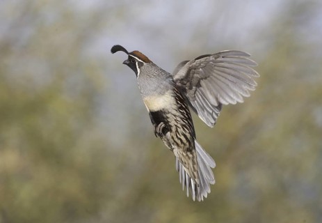 Gambel's Quail (Callipepla gambelii) male flying, Arizona, USA