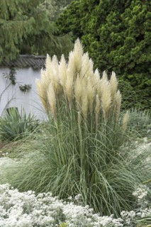 Pampas grass (Cortaderia selloana 'Pumila'), Cambridge Botanical Garden, Germany