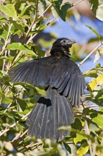 Groove-billed Ani Crotophaga sulcirostris Sayulita, Nayarit, Mexico 18 Jaunauy Adult sunning as