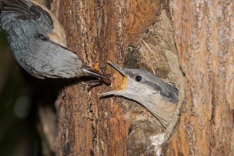 Eurasian Nuthatch (Sitta europaea) feeding young in nest cavity, Aosta Valley, Italy
