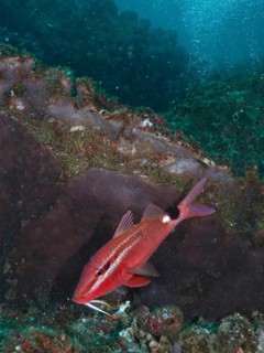 Red-striped mullet (Parupeneus rubescens)