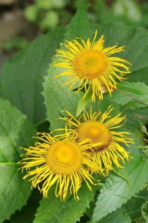Flowers of a large telecia (Telekia speciosa), Wilden, North Rhine-Westphalia, Germany