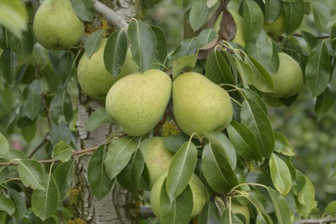Pear (Pyrus communis ALEXANDER LUCAS),  Veitshöchheim, Bavaria, Germany