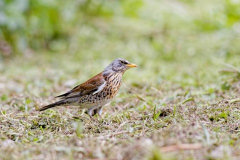 Fieldfare (Turdus pilaris) foraging on the ground in grassy area with soft green background, Poland