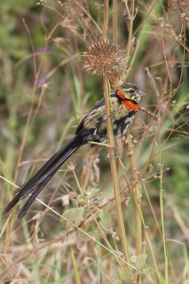 Red-collared Widowbird (Euplectes ardens) juvenile, Masai Mara, Kenya
