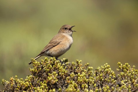 Sickle-winged Chat (Emarginata sinuata) singing from bush, Sani Pass, Lesotho