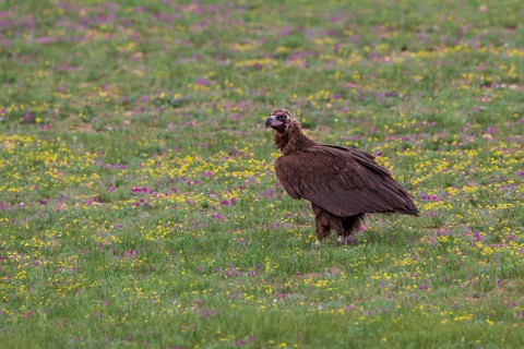 Black Vulture (Aegypius monachus), close-up, adult bird standing in yellow and purple flowering