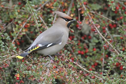 Bohemian Waxwing (Bombycilla garrulus), Texel, Netherlands