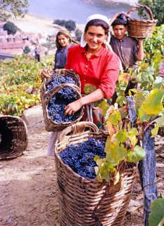 Eine Serie von Bildern über die Portweinproduktion in Portugal um 1960 - Menschen, die Trauben in