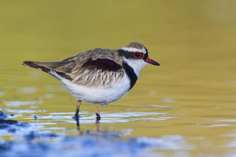 Black-fronted Dotterel (Elseyornis melanops), Victoria, Australia