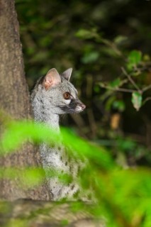 Common genet (Genetta genetta), hiding behind a tree, wildlife in a forest, Montseny National Park,