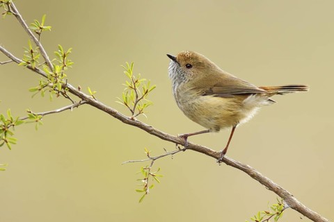 Brown Thornbill (Acanthiza pusilla), Victoria, Australia
