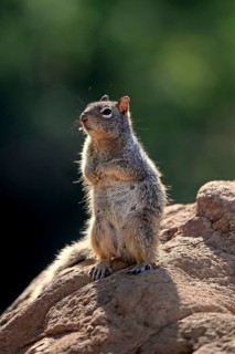 Rock gopher, (Otospermophilus variegatus), adult, on rocks, vigilant, Sonoran Desert, Arizona,