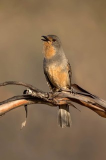Red-lored Whistler (Pachycephala rufogularis) singing, perched on a branch, Victoria, Australia