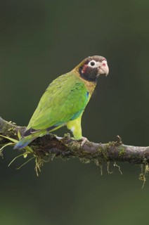 Brown-hooded Parrot (Pyrilia haematotis), Costa Rica