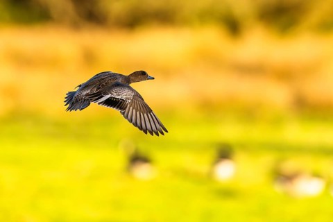Eurasian Wigeon, Mareca penelope, female in flight over marshes in Devon, England, United Kingdom