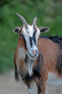 Pygmy goat (Capra aegagrus hircus)