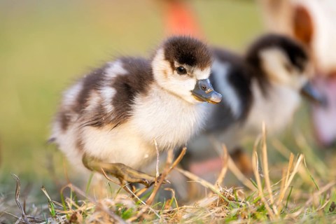 Egyptian goose (Alopochen aegyptiaca) cute chicks on a meadow at the shore of a lake, Bavaria,