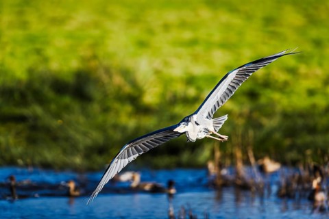 Grey Heron, Ardea cinerea, bird in winter on marshes in winter