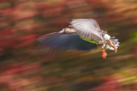 Greater White-fronted Goose (Anser albifrons) flying, North Rhine-Westphalia, Germany