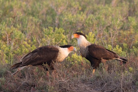 Northern Crested Caracara (Caracara cheriway) pair, Texas, USA