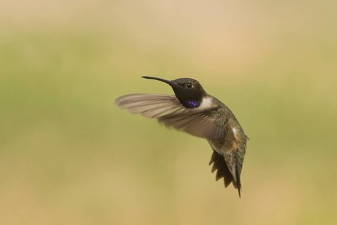 Adult male Black-chinned Hummingbird (Archilochus alexandri) hovering