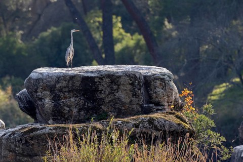 Grey Heron (Ardea cinerea), Andalusia, Spain
