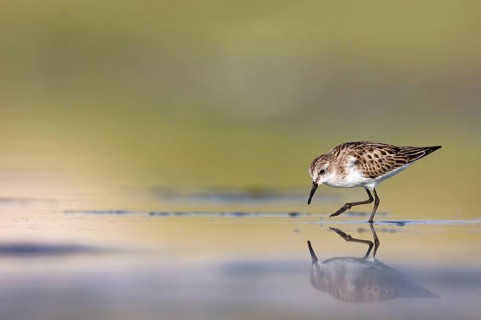 Animals, Birds, Little Sandpiper, (Calidris minuta), Biotope, Habitat, Foraging, Migratory bird,