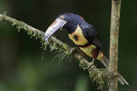 Collared Aracari (Pteroglossus torquatus) perched on a branch in Costa Rica, Central America